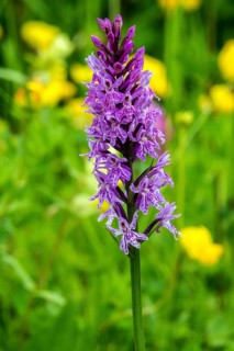 Early marsh orchid (Dactylorhiza), in bloom, close-up, Fellhorn, Oberstdorf, Oberallgäu, Allgäu,