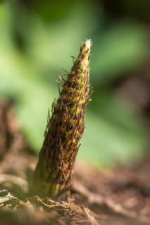 Equisetaceae, equisetum telmateia, giant horsetail, horsetail, great horsetail, high size, vertical