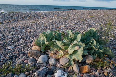 Brassicaceae, Crambe maritima, cruciferous vegetables, sea kale, beach kale, flora, plants, sea