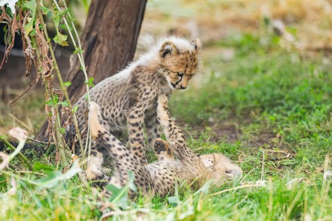 Cheetah (Acinonyx jubatus) youngsters playing with each other, captive, occurrence Africa