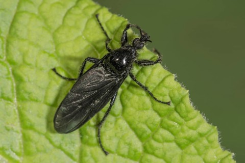 Close-up of a male March fly (Bibio marci) on a green leaf, Baden-Württemberg, Germany