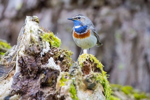 Bluethroat (Luscinia svecica cyanecula) Male Germany