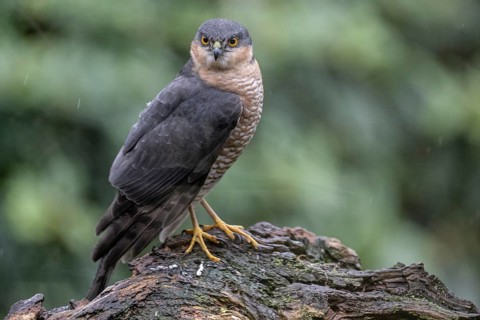 Sparrowhawk (Accipiter nisus), Emsland, Lower Saxony, Germany