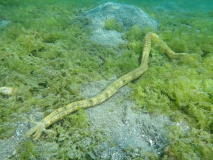 Feather mouth sea cucumber (Synapta maculata) on a sandy, algae-covered seabed underwater, Secret