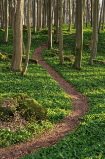 A winding footpath winds its way through green wild garlic (Allium ursinum) in an idyllic deciduous