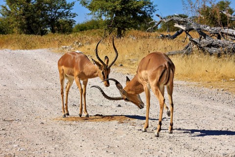 Two antelopes with intertwined horns on a sandy path in a dry savannah landscape, black-nosed