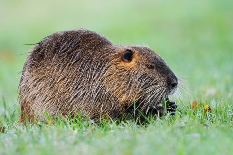A nutria, beaver rat or swamp beaver (Myocastor coypus) is sitting on the bank eating, North