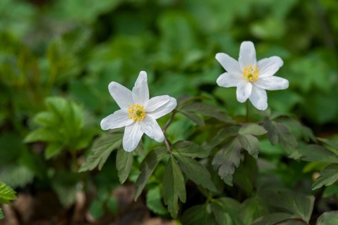 Anemone nemorosa, wood anemone, European thimbleweed, buttercup family, ranunculaceae, flora,