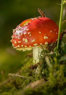 Amanita citrina, amanita muscaria, sweeper, toadstool, chimney sweeper, red toadstool, bead agaric,