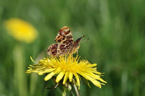 Land carder (Araschnia levana), spring form, close-up, dandelion, nectar, The yellow pollen from