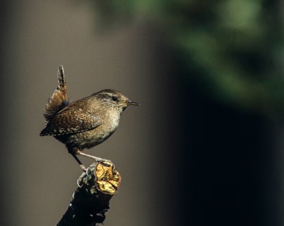 Troglodytes troglodytes, wren, birds, passeri, songbirds, songbirds, birds