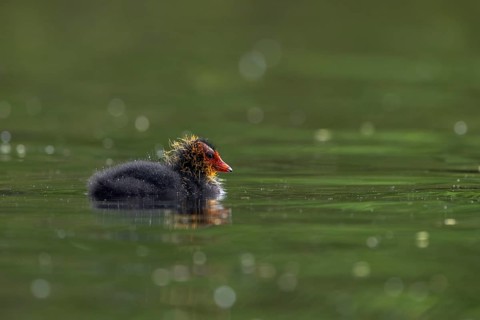 A young coot (Fulica atra) waiting for food, sweet, cute, baby animals, rearing young, alone, May,