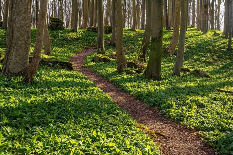 A winding path leads through green wild garlic (Allium ursinum) in a springtime deciduous forest