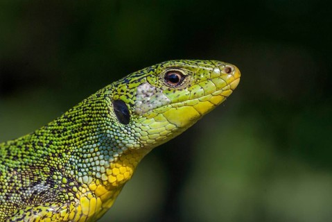 Balkan emerald lizard, Lacerta trilineata, giant spawn lizard, western giant marrow lizard,