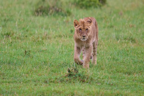 A young lion cub walks purposefully through the thick grass, lion (Panthera leo), Masai Mara