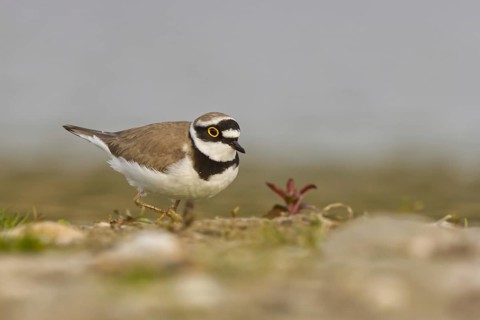 Little Ringed Plover (Charadrius dubius) male foraging, North Rhine-Westphalia, Germany