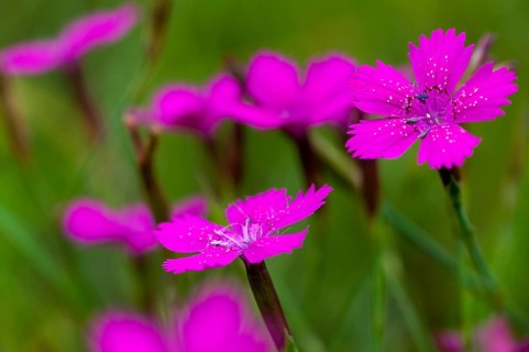 Caryophyllaceae, Dianthus deltoides, heather clove, flora, maiden pink, plants