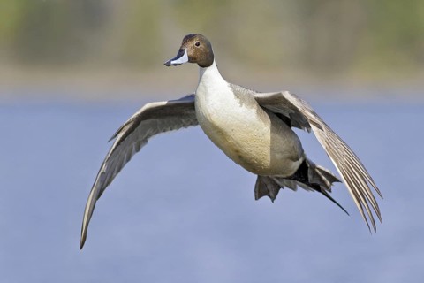 Northern Pintail (Anas acuta) male flying, British Columbia, Canada