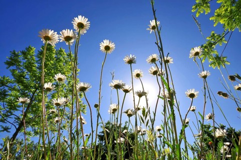 Daisies (Leucanthemum) photographed from a low angle against the bright blue summer sky, Bavaria,
