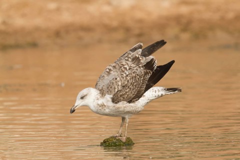 Yellow-legged Gull (Larus michahellis), Morocco