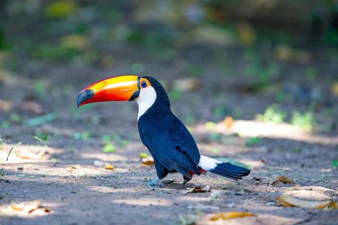 Giant toucan (Ramphastos toco) Pantanal Brazil
