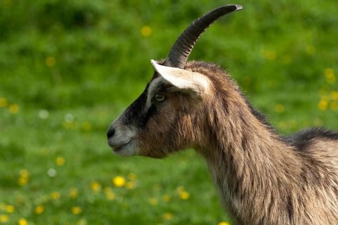 Artiodactyla, Capra aegagrus hircus, even-toed ungulate, domestic goat, cloven-hoofed, domesticated
