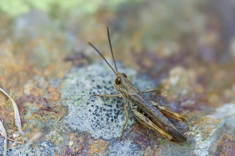Acrididae, caelifera, field locusts, gomphocerinae, short-feeler, nightingale grasshopper,