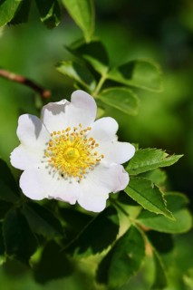 Dog rose (Rosa canina), wild rose, rose hip, blossom, Wilnsdorf, North Rhine-Westphalia, Germany