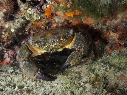 Warty Crab (Eriphia verrucosa) hiding amongst rocks and seaweed underwater, dive site: Hausriff,