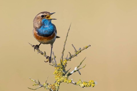 Bluethroat (Luscinia svecica cyanecula) male singing, Texel, Netherlands