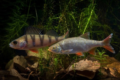 Perch, perch, perca fluviatilis, perch, predatory fish, redlead, redfeather, rudd, rubella,