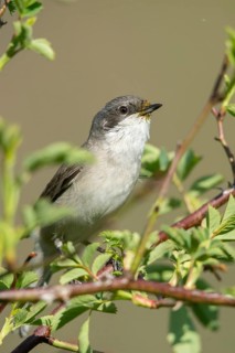 Rattleswarbler, Lesser Whitethroat, Sylvia Curruca, Birds, High Size, Portrait, Passeri, Songbirds,