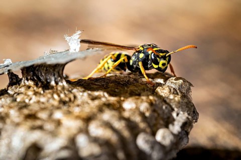 Close-up of a wasp on its nest, its characteristic yellow and black stripes are visible. Field