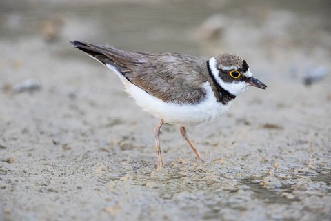 Little Ringed Plover (Charadrius dubius) Germany