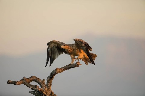 Juvenile Iberian Eagle (Aquila adalberti), Spanish imperial eagle, Extremadura, Castilla La Mancha,