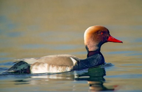 Common duck, netta rufina, red-crested pochard, anatidae, birds, ducks, ducks, ducks, male, birds,