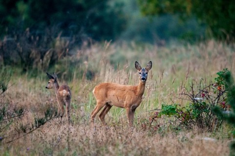 Artiodactyla, Brandenburg, Capreolus Capreolus, Even-Toed Ungulate, Germany, national natural