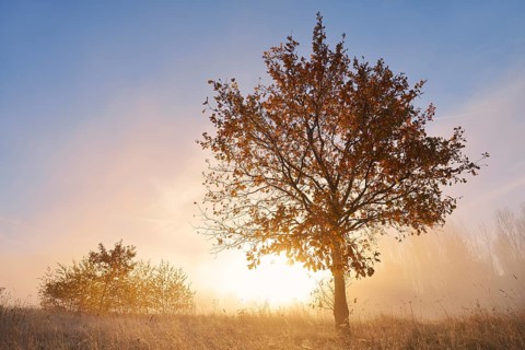 English oak (Quercus robur, Quercus pedunculata) in the morning mist at sunrise, autumn, North