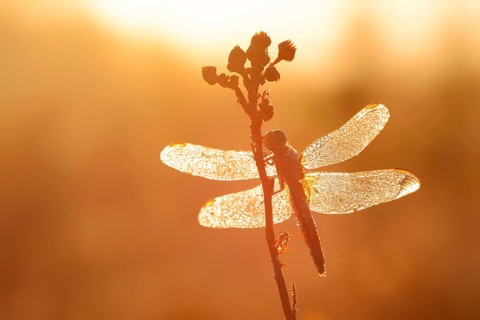 Red-eyed damselfly (Crocothemis erythraea), female backlit at sunrise, North Rhine-Westphalia,