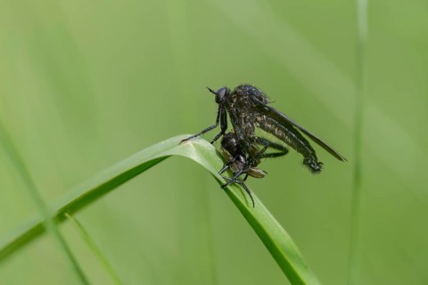 Empididae spec, dance fly spec, balloon flies, prey, dagger flies, diptera, insects, insects,