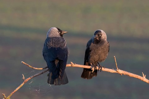 Western Jackdaw (Coloeus monedula) perched on a branch, Puszta, Hungary