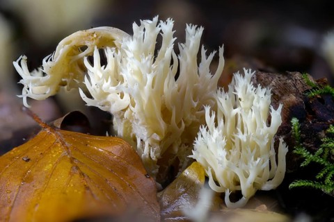 Clavulina coralloides, Clavulina cristata, antler-shaped coral, comb-shaped coral, comb-shaped club