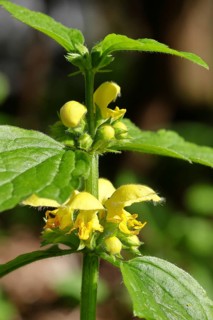 Golden nettle, yellow dead-nettle, golden dead-nettle (Lamium galeobdolon), Wilnsdorf, North
