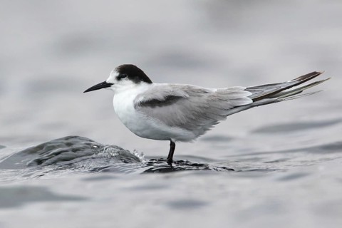 Common Tern-longipennis (Sterna hirundo longipennis), Victoria, Australia