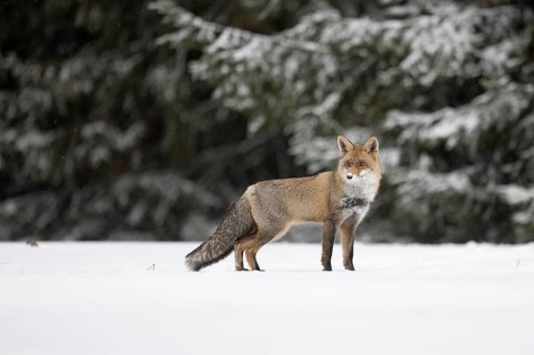 Red fox in the snow, Steinborn, Rhineland-Palatinate, Germany