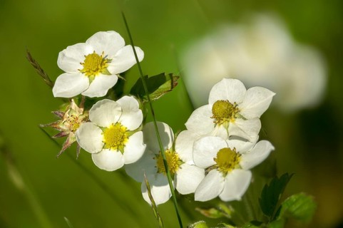 Muskstrawberry, Fragaria Moschata, Musk Strawberry, Rosaceae, Rose Family, Cinnamon Strawberry,