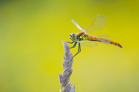 Marsh dragonfly (Sympetrum depressiusculum), Ahlhorn, Lower Saxony, Germany