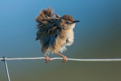 Cist-singer, cisticola juncidis, fan-tailed warbler, cist-singer, zitting cisticola, birds,