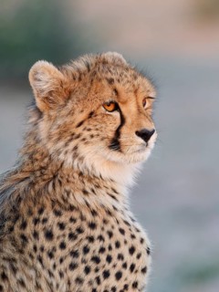 Cheetah (Acinonyx jubatus), young, sitting and looking around, alert, golden evening light, animal