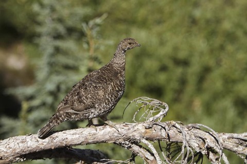 Sooty Grouse (Dendragapus fuliginosus) female, California, USA
